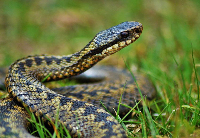 Будьте мудрі, як змії